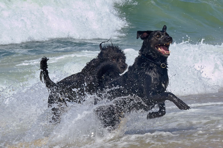 Tierarztpraxis Leist Hunde Bewegung Wasser schwimmen Hund