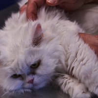 Tierarzt Osteopathie Katze