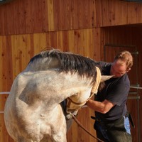 Tierarzt Osteopathie Pferd HWS