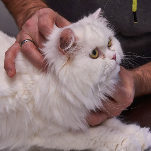 Tierarzt Osteopathie Katze Craniosakrale 