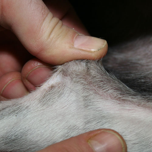 Tierarzt Osteopathie Faszien Hund Katze Osteopath