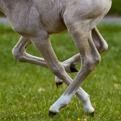 Tierarzt Osteopathie Fohlen Pferd