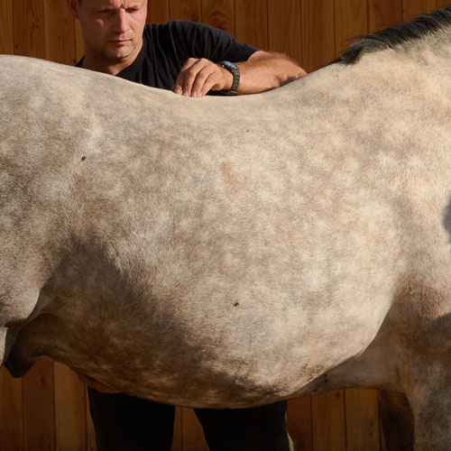 Tierarzt Osteopath Pferd Rücken Wirbel
