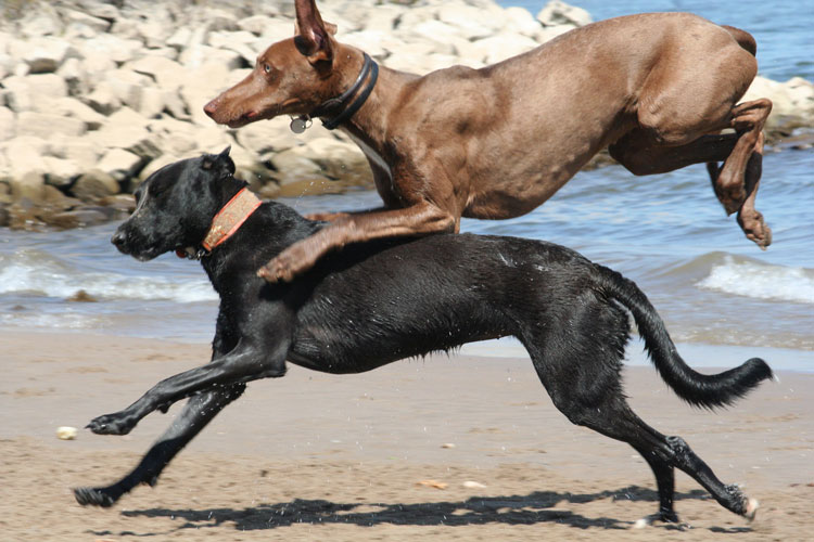 Tierarzt Hund Osteopathie Trauma Spielen Rempeln Toben