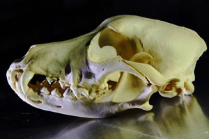 Tierarzt Leist Schädel Hund Craniosacrale Therapie