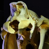 Tierarztpraxis Osteopathie Pferd Genick Nackenband Kiefergelenk