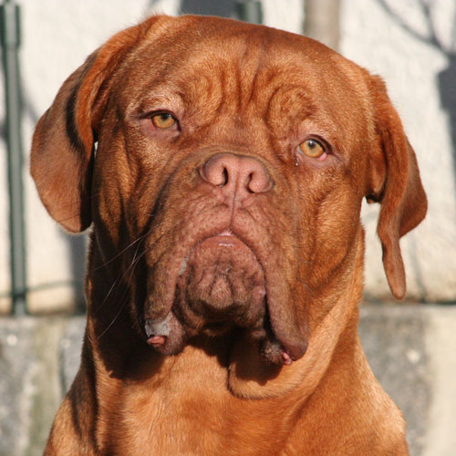 Tierarzt Hund Bordeauxdogge