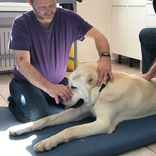 Osteopathie Hund Kangal 