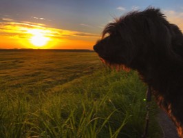 Honnendorp Voesch Hund Tierarzt