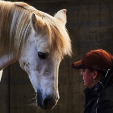 Pferd Mensch Tierarzt Kommunikation